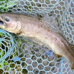 魚影薄く小型メインのフィッシングパーク高島…